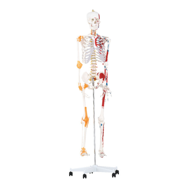 Skelett koos lihaste ja sidemetega 180 cm
