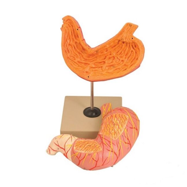 Kaheosaline inimese mao põhimudel