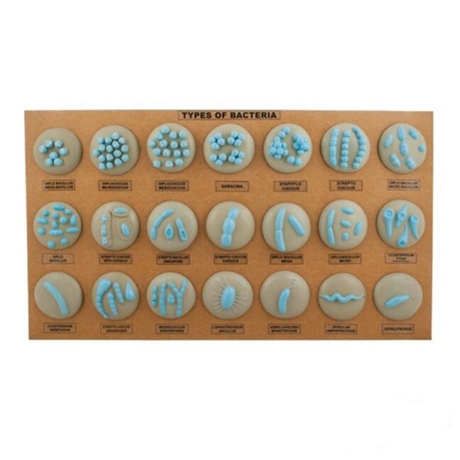21 erinevat bakterit – seinale kinnitatav mudel