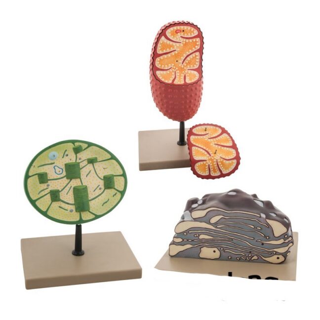 3 rakulise organelli mudelit