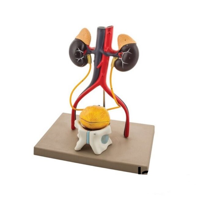 3D mehe kuseteede mudel, 4-osaline