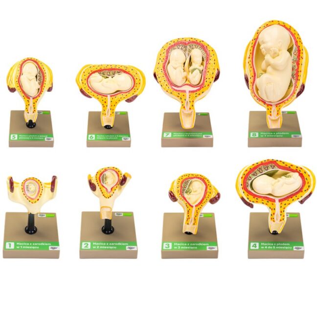 Inimloote areng - 8 etappi (8 mudelit, 15 osa)