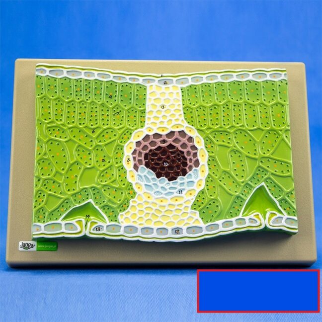 Kaheidulehelise reljeefmudel