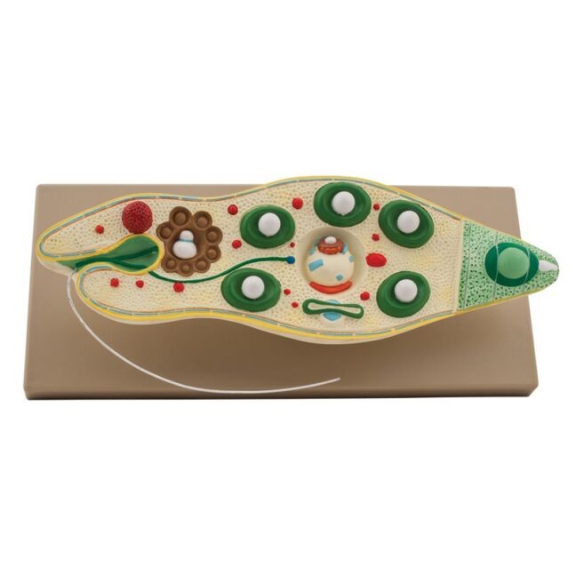 Euglena haridusmudel