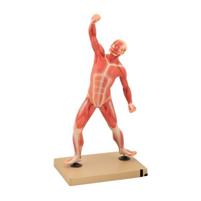 Inimese lihaskonna üldmudel, 1/4 loomulikust suurusest