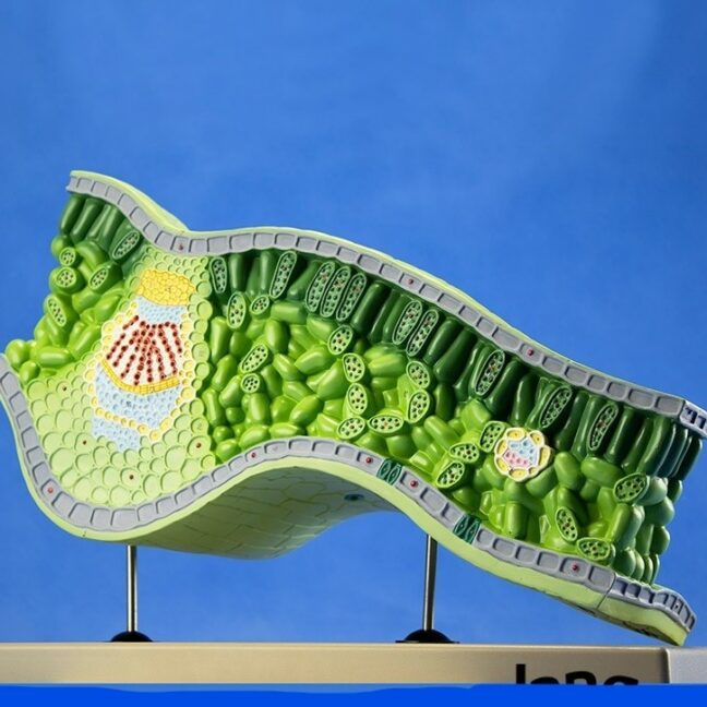 3D-lehe struktuurimudel