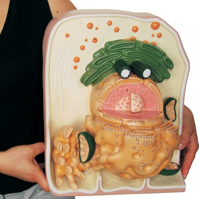 Rakkude sisemise struktuuri 3D-mudel – ruumiline