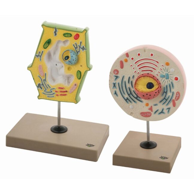 Võrdlevad taime- ja loomarakkude mudelid