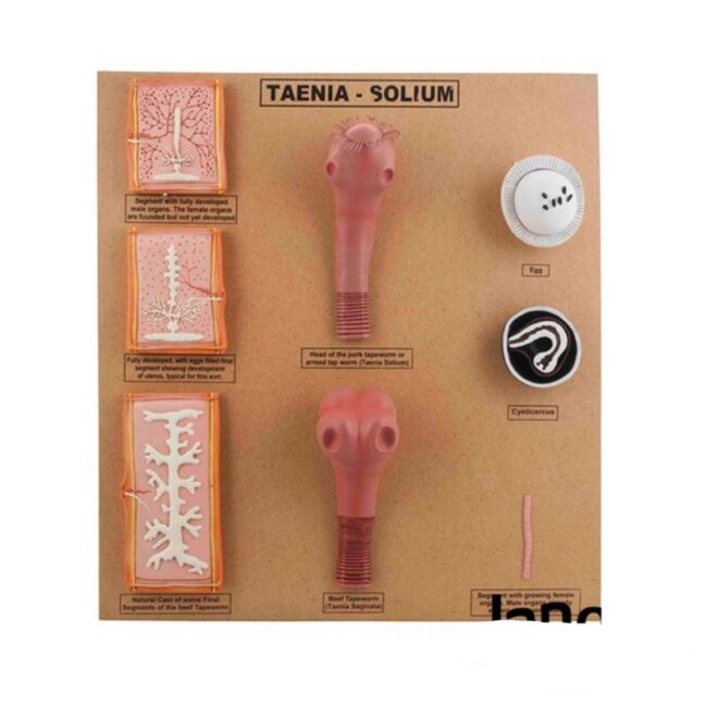 paelussi (Taenia solium) ehitus ja areng