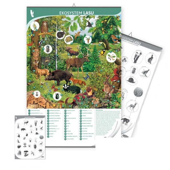 Kahepoolne metsaökosüsteemi tahvel – treeningkülg, 68x100 cm, lamineeritud