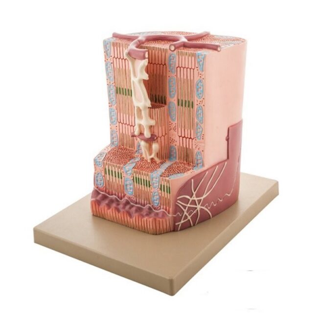 Inimese südamelihase struktuuri ultrastrukturaalne mudel