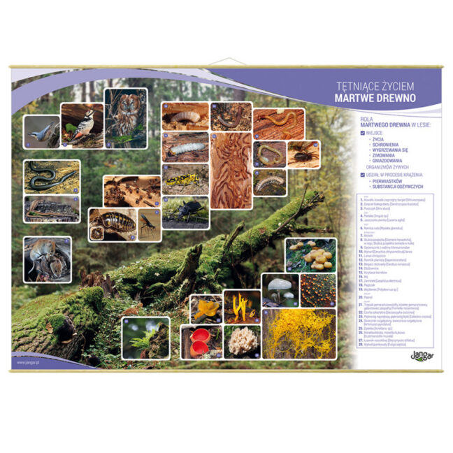 Seinaplaat: Elust pakatav surnud puit, 130 x 91 cm